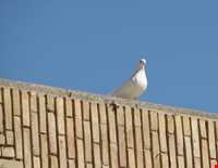 Tomb of Soltan Ali-e-bn Imam Mohammad Bagher
