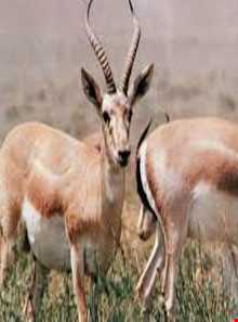 روستای موته