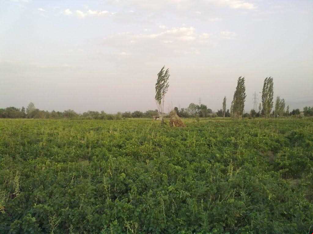 روستای بهادربیگ