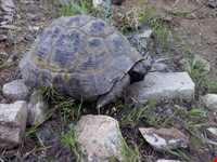 روستای بهادربیگ