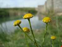 روستای بهادربیگ