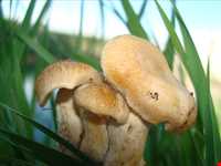 روستای بهادربیگ