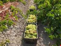 روستای بهادربیگ