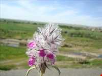 روستای بهادربیگ