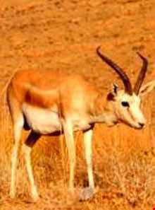 پناهگاه حیات وحش موته