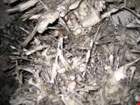 غار بابا جابر