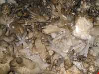 غار بابا جابر