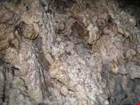 غار بابا جابر