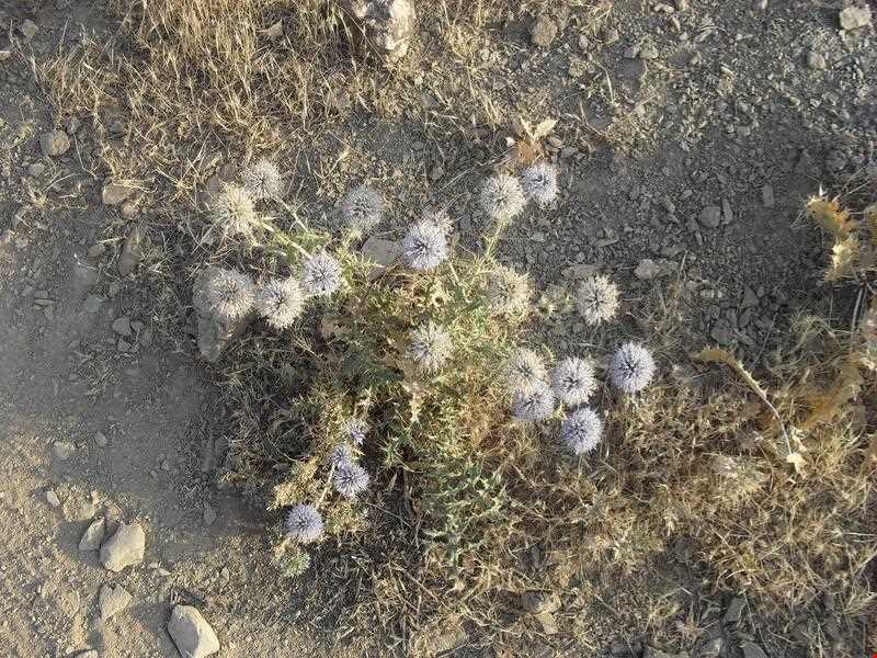 روستای فاماسب