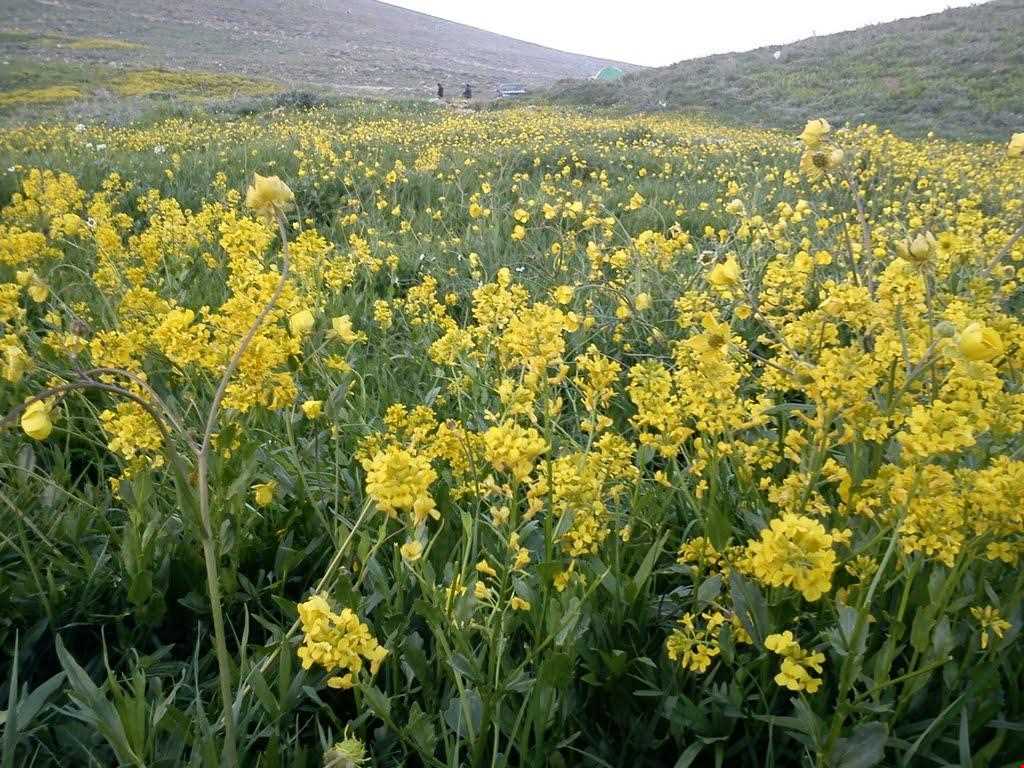 منطقه حفاظت شده صوفی چای