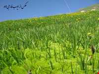 منطقه حفاظت شده صوفی چای