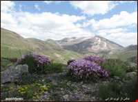 منطقه حفاظت شده صوفی چای