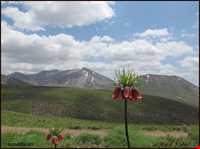 منطقه حفاظت شده صوفی چای