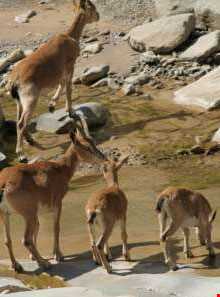 پناهگاه حیات وحش کیامکی