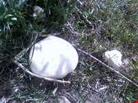 Kiyamaki wildlife refuge