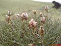 Sahand perotcted area