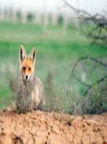 منطقه حفاظت شده کاغذکنان