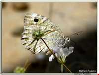 Kaghaz Kenan protected area