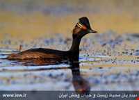 منطقه حفاظت شده قوری گل