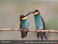 منطقه حفاظت شده قوری گل