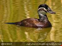 منطقه حفاظت شده قوری گل