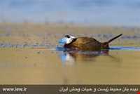 منطقه حفاظت شده قوری گل