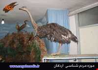 موزه مردم شناسی اردکان