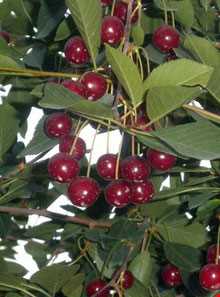 روستای شیره جین