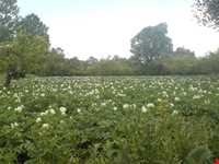 روستای شیره جین