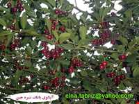 روستای شیره جین