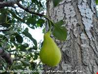 روستای شیره جین