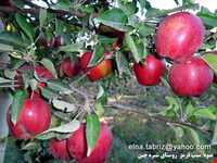 روستای شیره جین