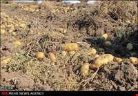 روستای شیره جین