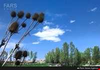 روستای شیره جین