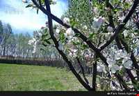 روستای شیره جین