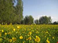 روستای اسبفروشان