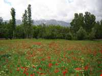 روستای اسبفروشان