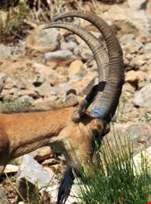 منطقه حفاظت شده بزقوش