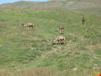 Bozgosh Protected Area