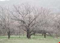 روستای شالقون