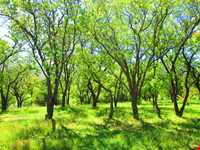 روستای شالقون