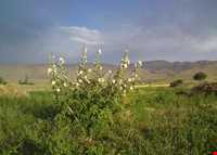 روستای شالقون