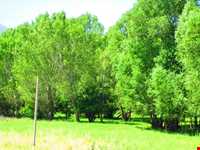 روستای شالقون