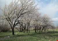 روستای شالقون