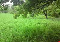 روستای شالقون