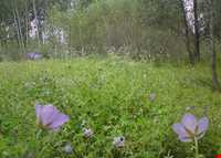 روستای شالقون