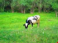 روستای شالقون