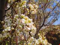 روستای شالقون