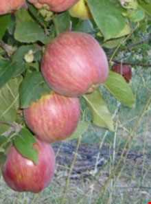 روستای توشمانلو