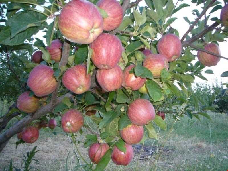 روستای توشمانلو